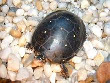 Spotted turtle-adult female