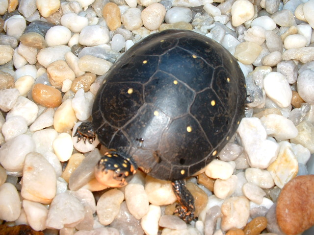 Spotted turtle-adult female