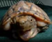 loggerhead musk