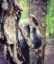 Here's lookin' at 'ya!