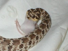Mexican Hognose 01