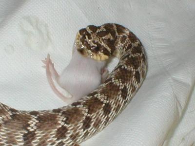 Mexican Hognose 01