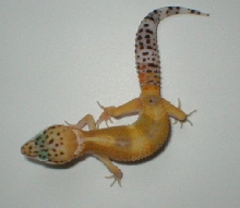 Baby Super Hypo Tang