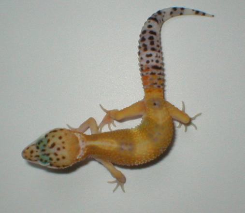 Baby Super Hypo Tang