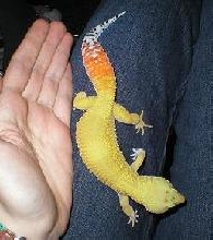 Carrot tail Leo