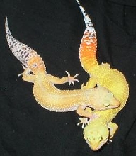 Carrot Tail x Tang Crosses