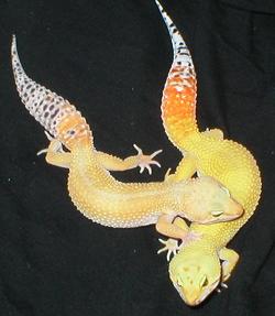 Carrot Tail x Tang Crosses
