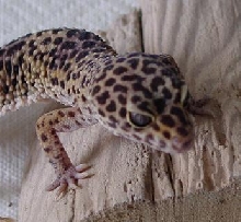 Mac the Wild Type Gecko!
