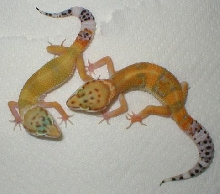 Tang and Carrot Tail