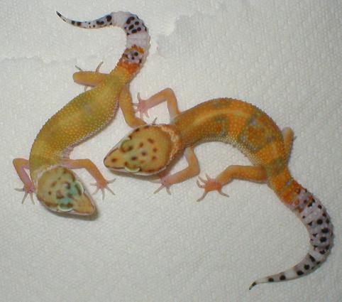 Tang and Carrot Tail