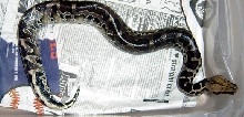 female black blood