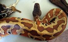 black head marter male