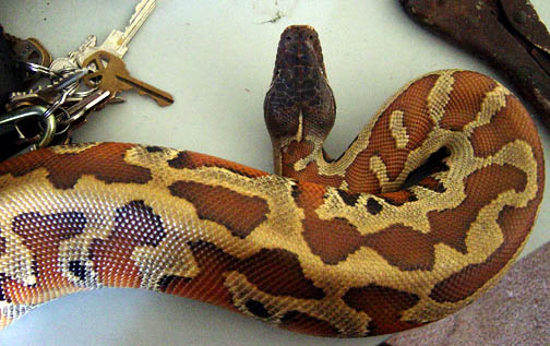 black head marter male