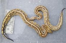 striped females