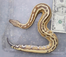 striped male