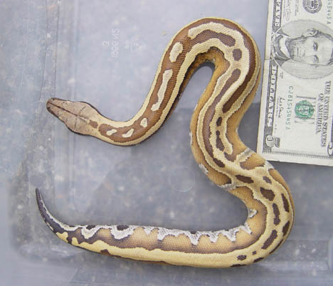 striped male