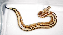 striped blood male