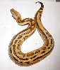 female striped 1