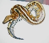 female stripe 2