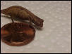 Brookesia minima