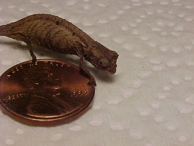 Brookesia minima