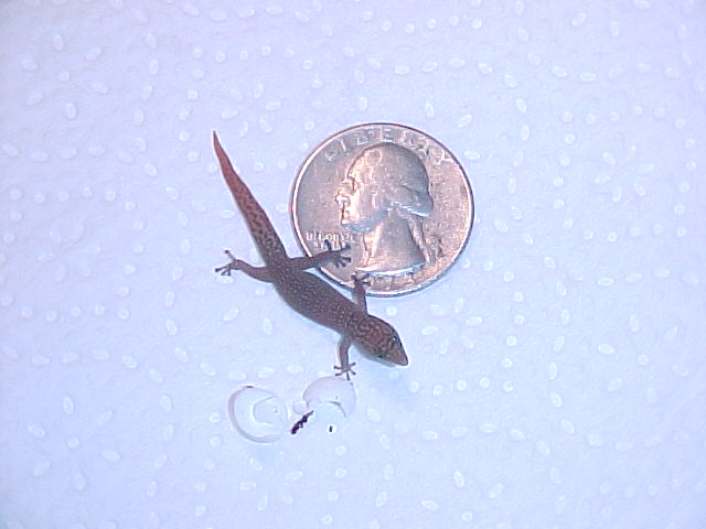 older spharoedactylus