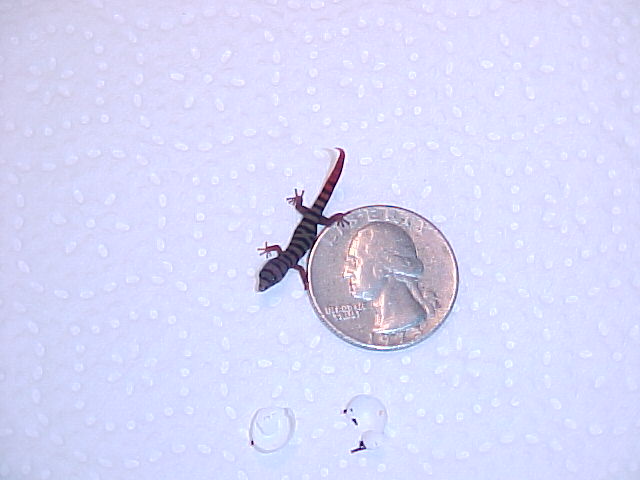 Scale of baby S. elegans