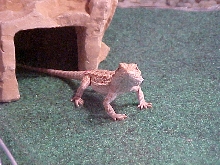Bailee and her cave idea