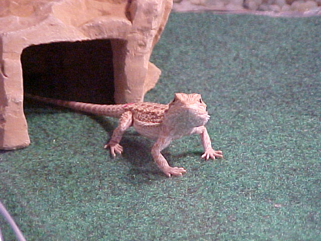 Bailee and her cave idea