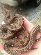 Leopard or het