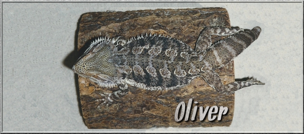 OLIVER