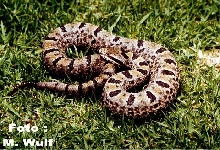 rock rattlesnake