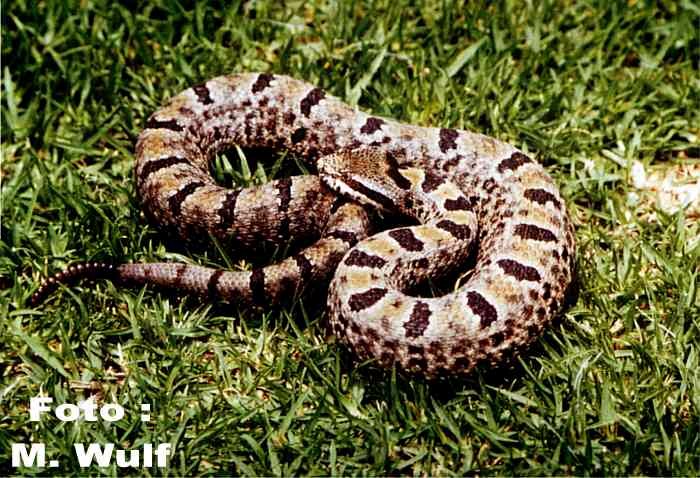 rock rattlesnake
