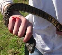 Diamondback water snake