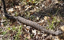 Diamondback water snake