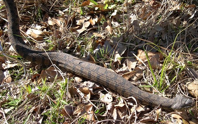 Diamondback water snake