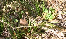 ribbon snake