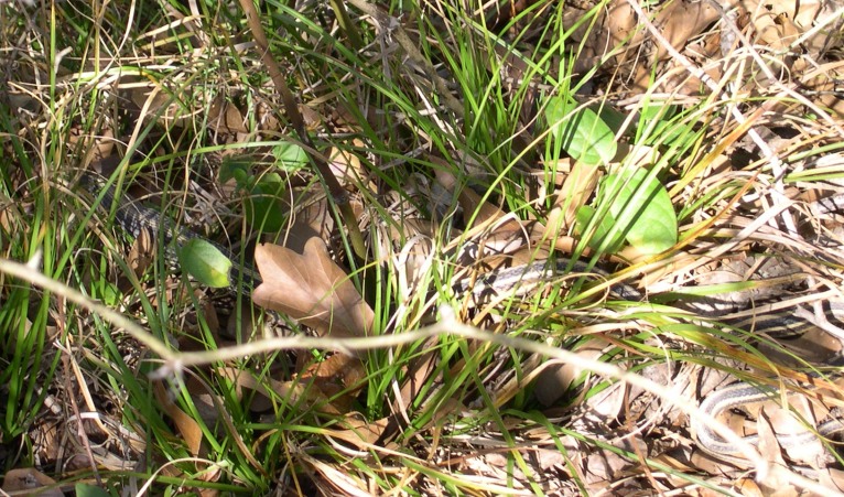 ribbon snake