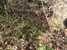 Find the snake