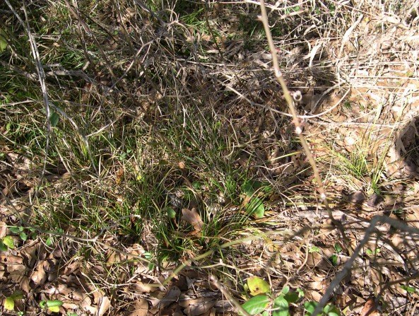 Find the snake