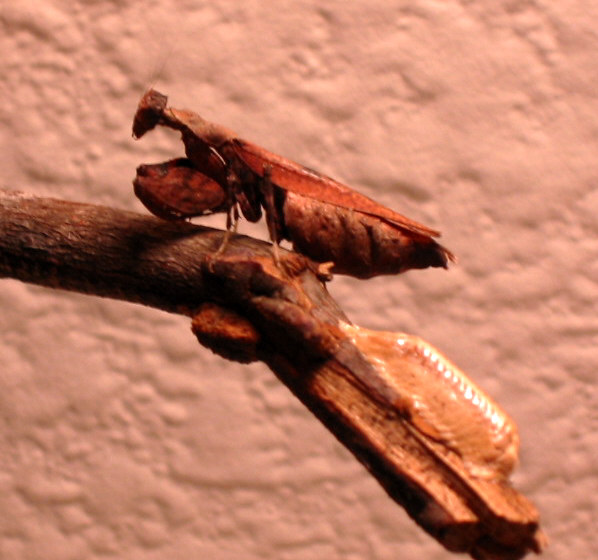 Boxer Mantis w/ Ootheca