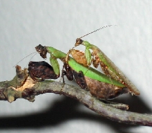 Boxer mantid pair