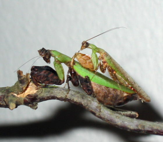 Boxer mantid pair