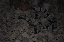 lepidus klauberi