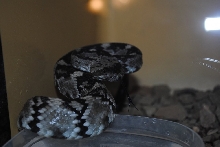 Baby Black tail from Terrell  County Texas