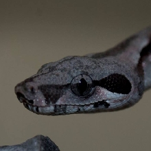 Baby Boa
