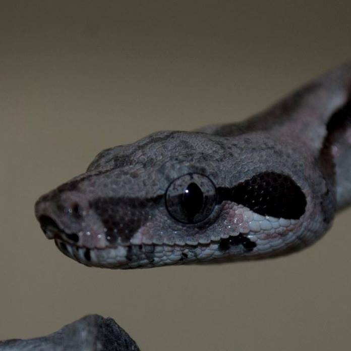 Baby Boa