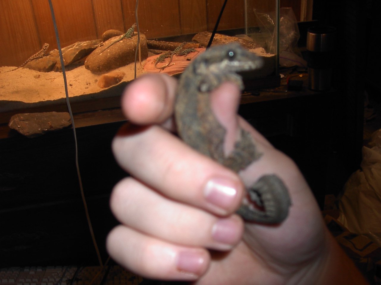 flying gecko