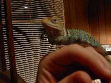 collared lizard
