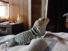 my collared
